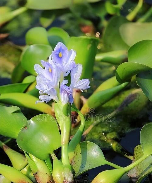 挑战荒野，探索水中奇迹——大型水葫芦的神奇作用（以游戏为主）-第1张图片-西柚游戏