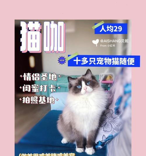 猫之城暴走炮手强度分析（揭秘猫之城暴走炮手的技能组合与发展潜力）-第2张图片-西柚游戏