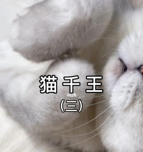 猫之城零度调和（解析猫之城零度调和的游戏特点和强度）-第2张图片-西柚游戏